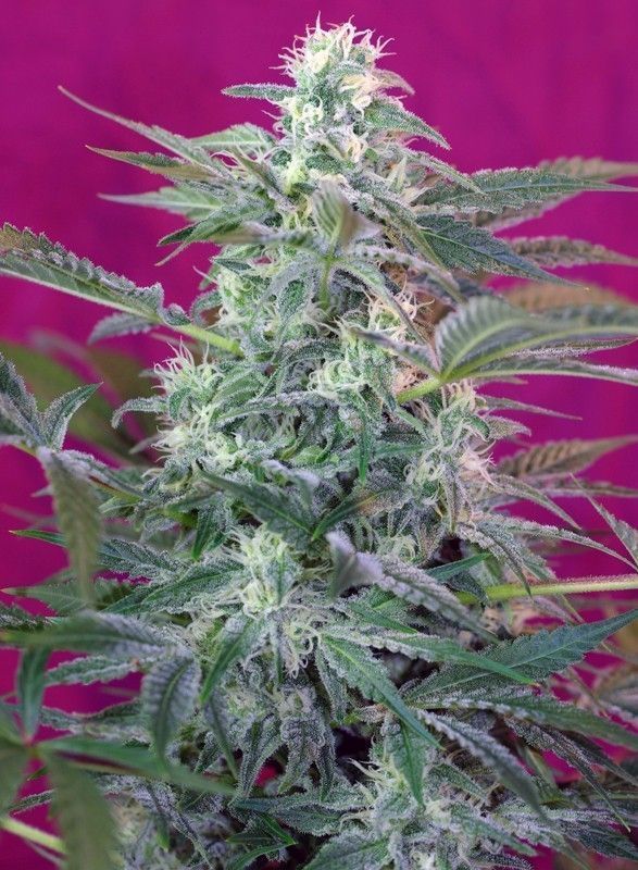 Big Foot Feminisiert-3 Samen - Seeds24