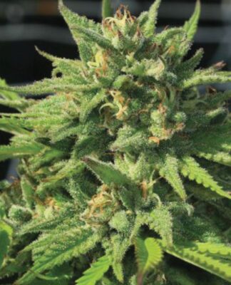 Bigfoot Glue Feminisiert-3 Samen - Seeds24