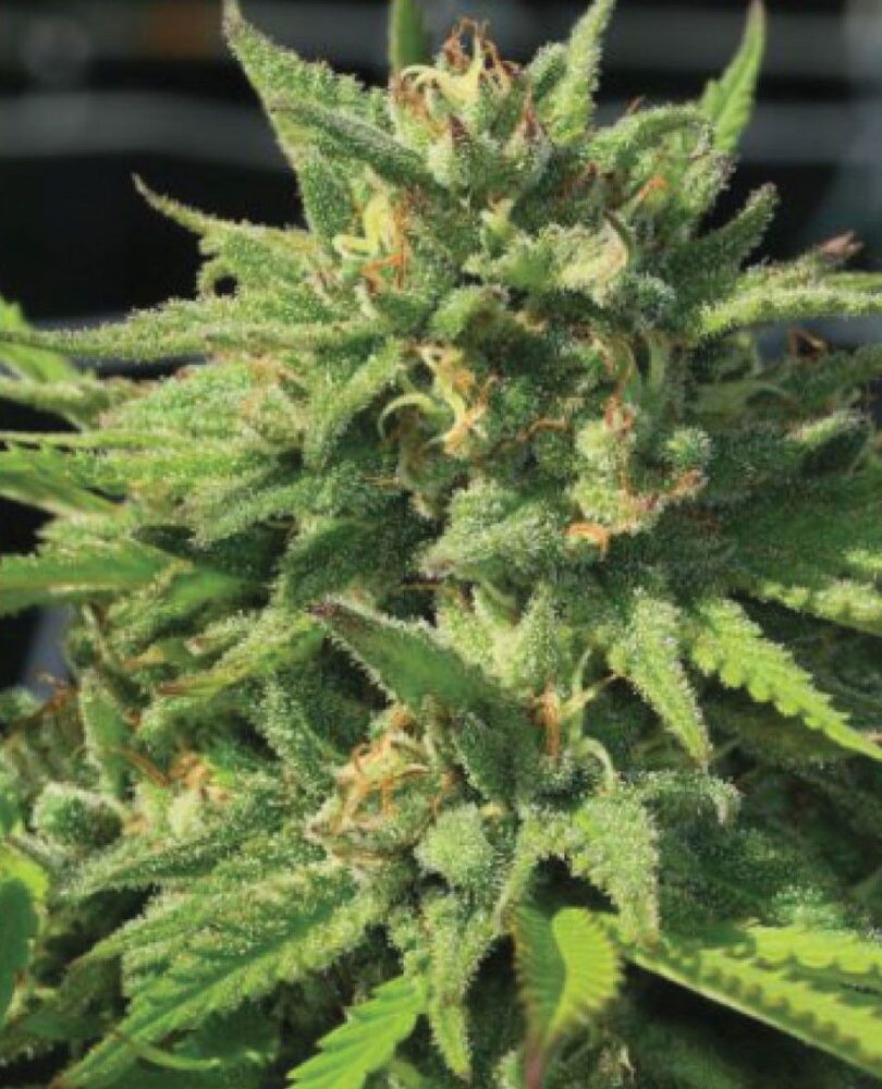 Bigfoot Glue Feminisiert-3 Samen - Seeds24