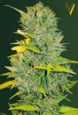 Biggest Bud Automatic-3 Samen - Seeds24
