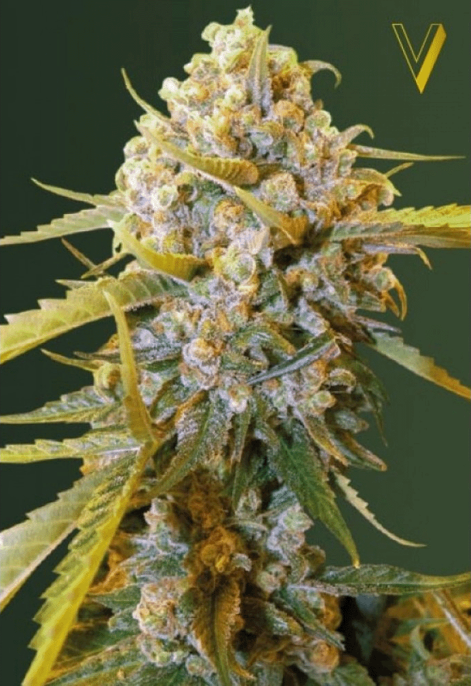 Biggest Bud Feminisiert-3 Samen - Seeds24
