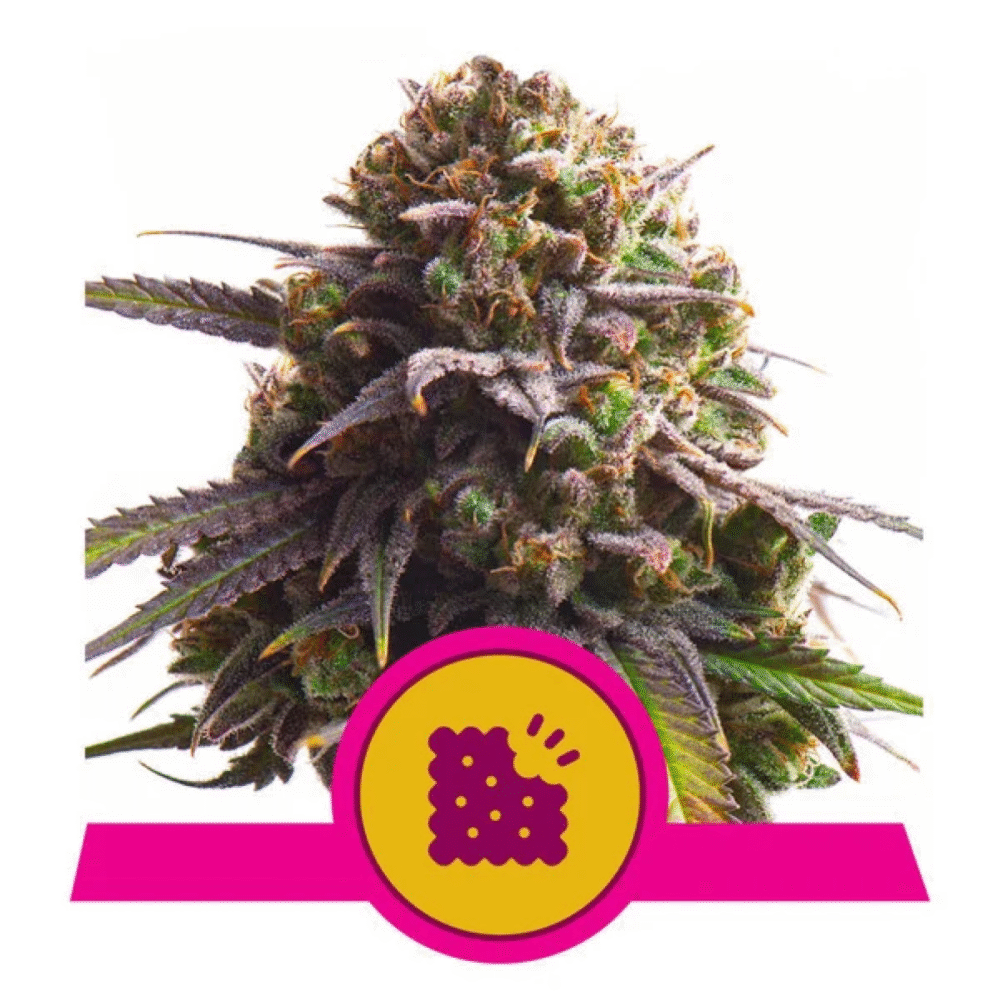 Biscotti Feminisiert-3 Samen - Seeds24