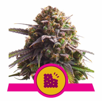 Biscotti Feminisiert-3 Samen - Seeds24