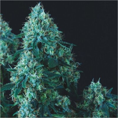 Black Cherry Punch Auto-3 Samen - Seeds24