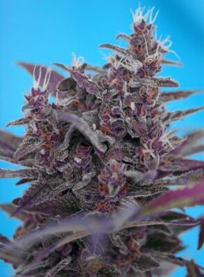 Black Cream Auto-3 Samen - Seeds24