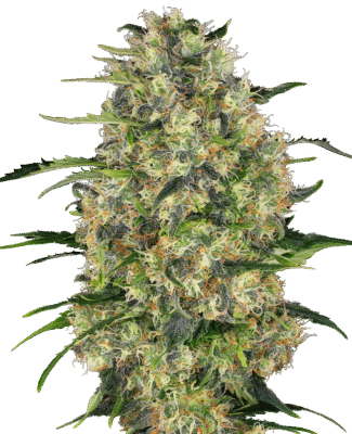 Black Domina Feminisiert-3 Samen - Seeds24