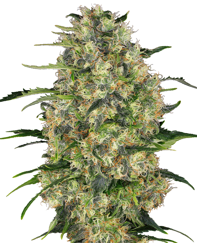 Black Domina Feminisiert-3 Samen - Seeds24