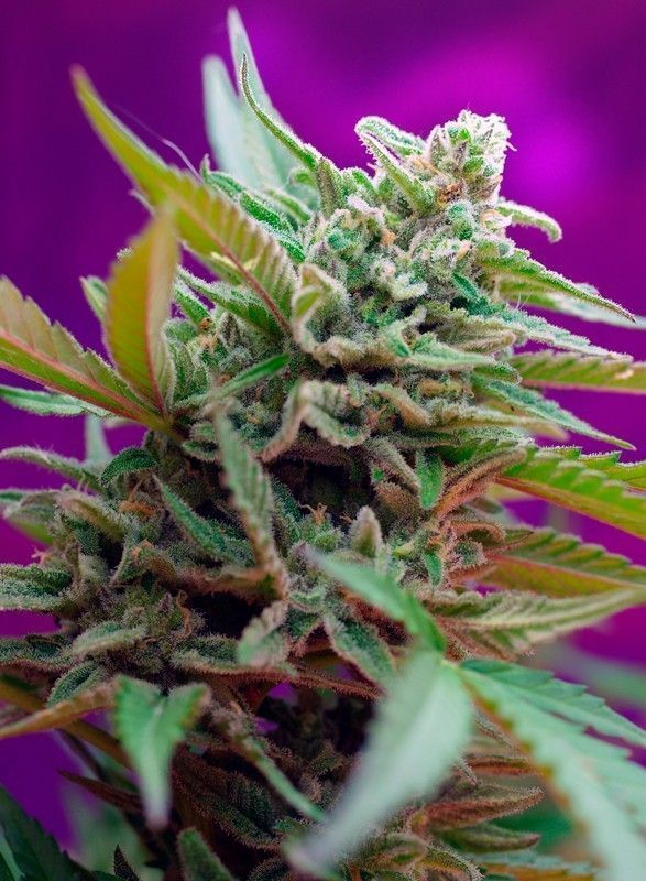 Black Jack Auto-3 Samen - Seeds24