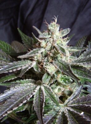 Black Jack Feminisiert-3 Samen - Seeds24