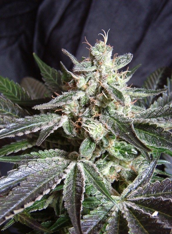 Black Jack Feminisiert-3 Samen - Seeds24