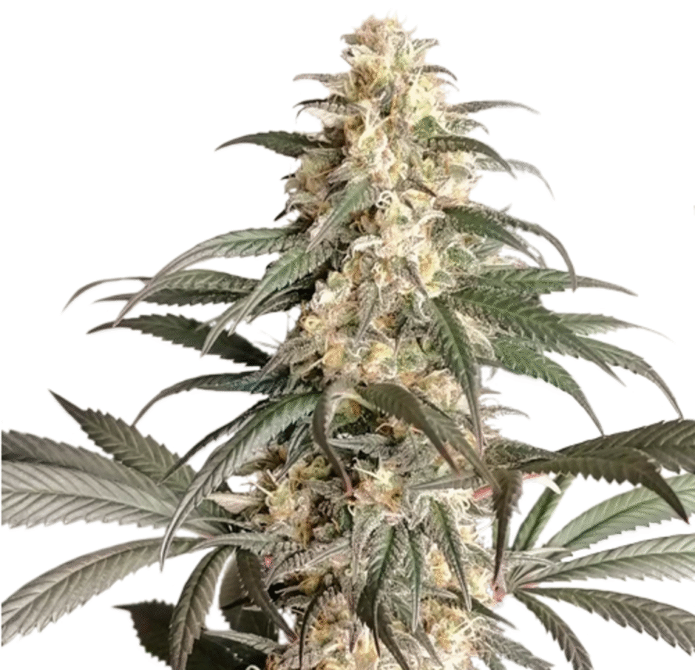 Black Lebanon Feminisiert-3 Samen - Seeds24