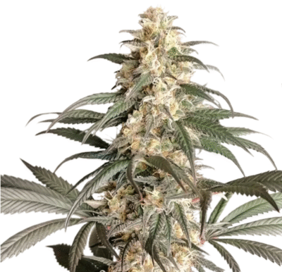 Black Lebanon Feminisiert-3 Samen - Seeds24