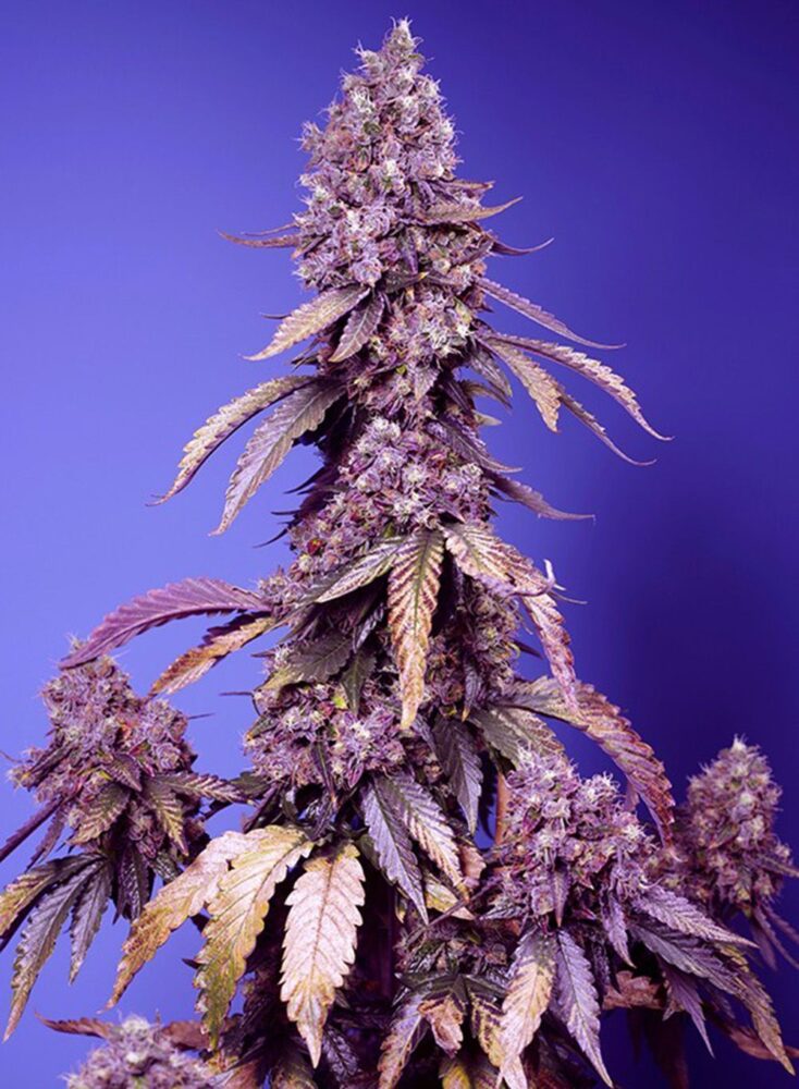 Black Muffin F1 Fast Feminisiert-3 Samen - Seeds24