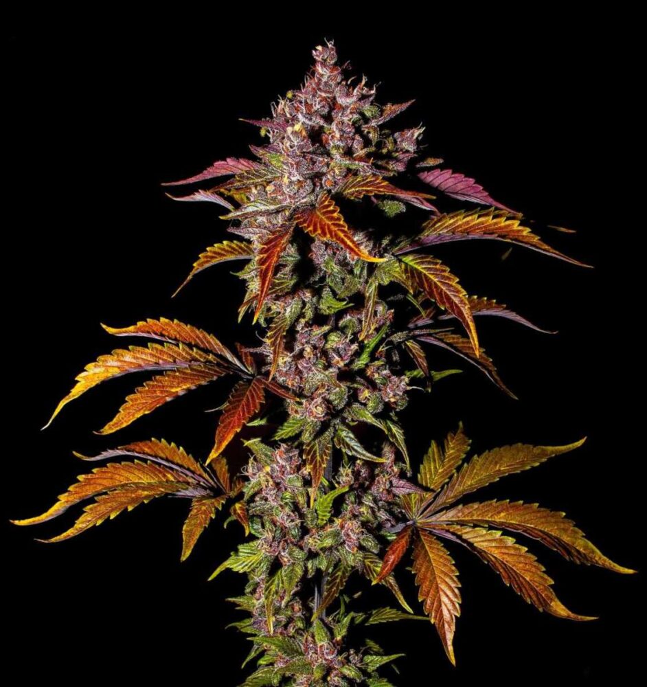 Blackberry Auto-3 Samen - Seeds24
