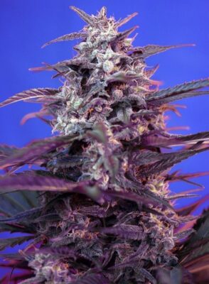 Bloody Skunk Auto-3 Samen - Seeds24
