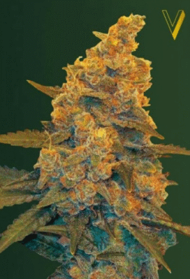 Blow Dream Automatic-3 Samen - Seeds24