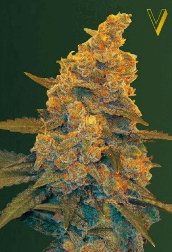 Blow Dream Automatic-3 Samen - Seeds24