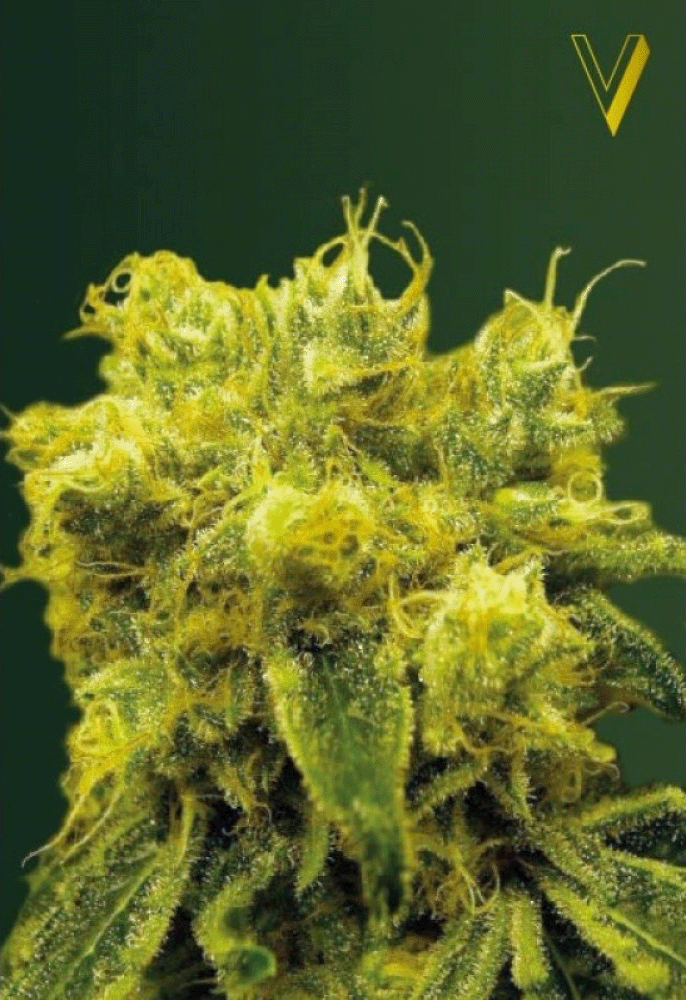 Blow Dream Feminisiert-3 Samen - Seeds24