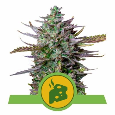 Blue Cheese Automatic-3 Samen - Seeds24