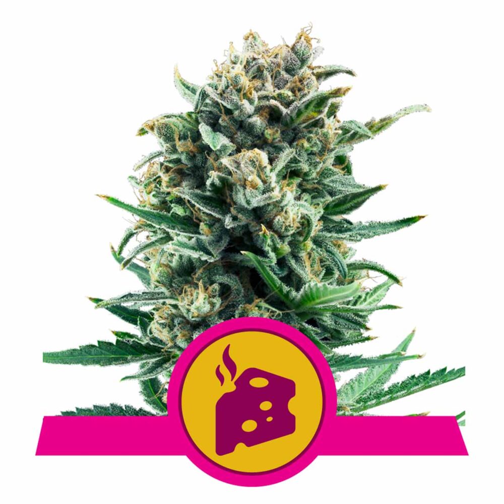 Blue Cheese Feminisiert-3 Samen - Seeds24