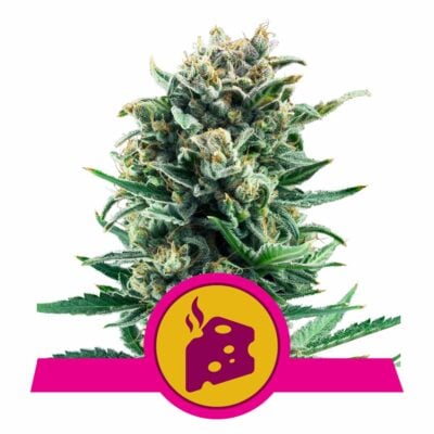 Blue Cheese Feminisiert-3 Samen - Seeds24