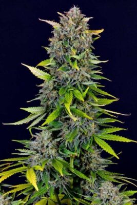 Blue Dream Auto-3 Samen - Seeds24
