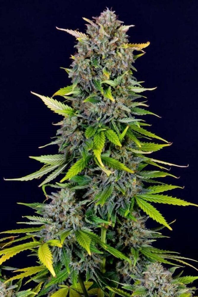 Blue Dream Auto-3 Samen - Seeds24