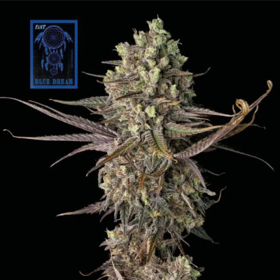 Blue Dream FAST Feminisiert-3 Samen - Seeds24