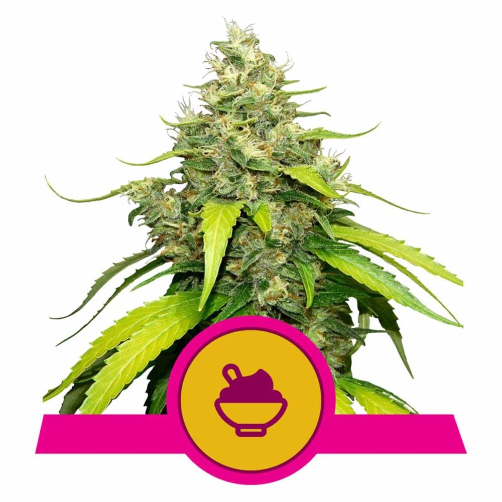 Blue Gelato Feminisiert-3 Samen - Seeds24