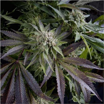 Blue Pyramid Feminisiert-3 Samen - Seeds24