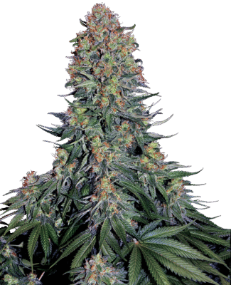 Blue Skunk Feminisiert-3 Samen - Seeds24
