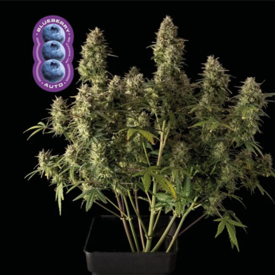 Blueberry Auto-3 Samen - Seeds24