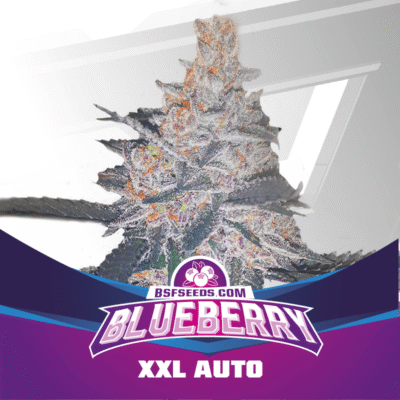 Blueberry Auto-4 Samen - Seeds24