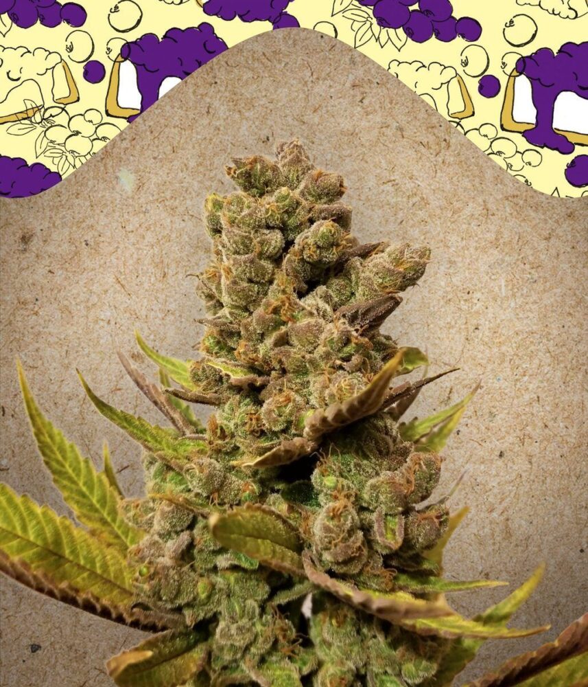 Blueberry Cheesecake Feminisiert-4 Samen - Seeds24