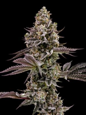 Blueberry Cupcake Feminisiert-3 Samen - Seeds24