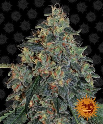 Blueberry OG Feminisiert-3 Samen - Seeds24