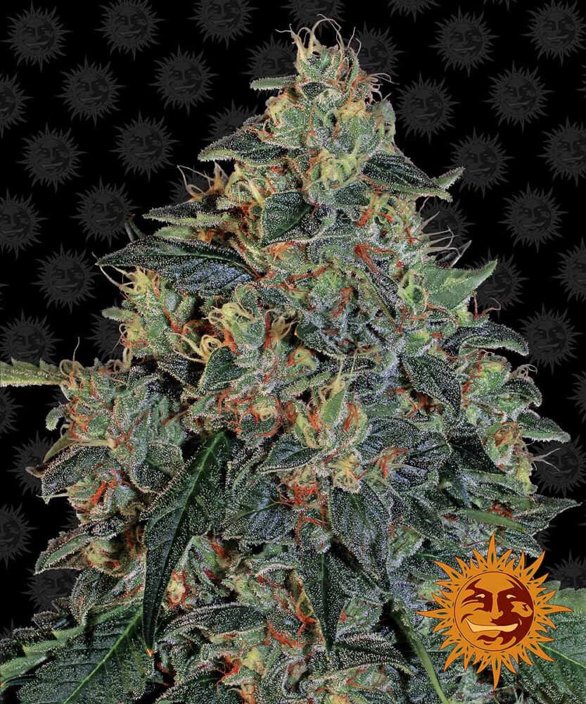 Blueberry OG Feminisiert-3 Samen - Seeds24
