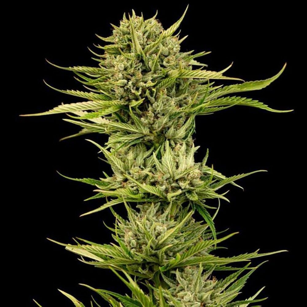 Blueberry Pie F1 Fast Feminisiert-3 Samen - Seeds24