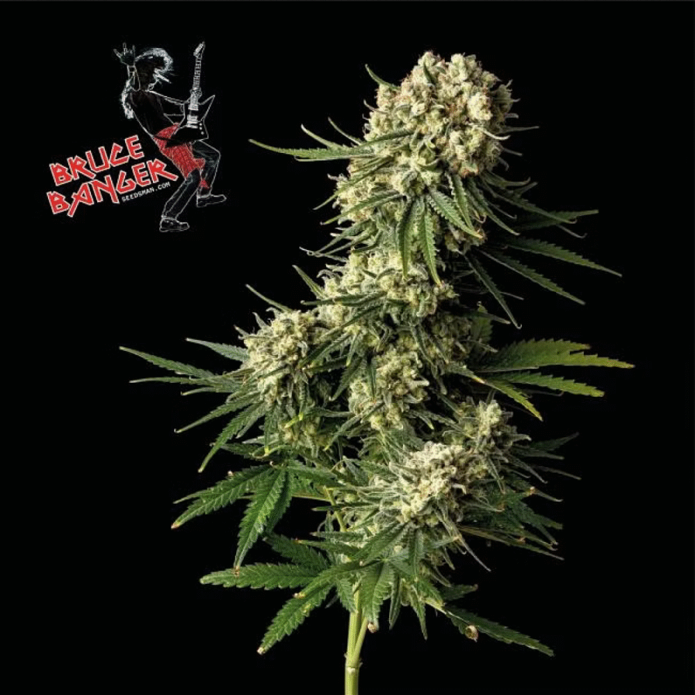 Bruce Banger Feminisiert-3 Samen - Seeds24