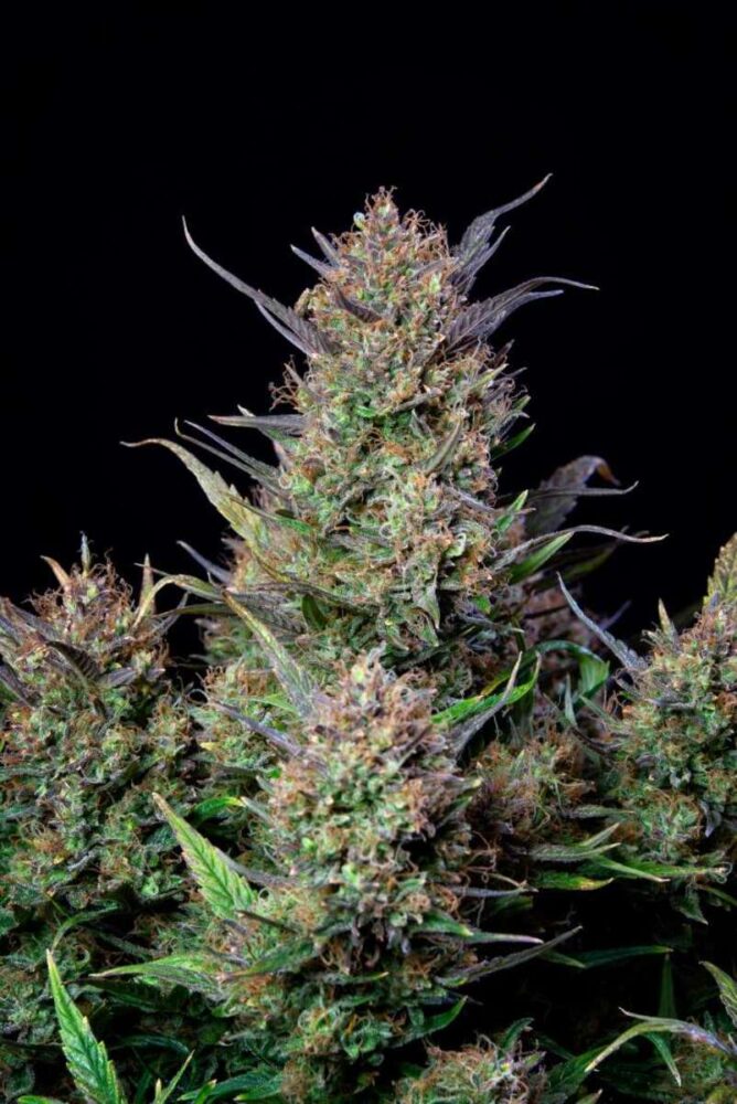 Bruce Banner Auto-3 Samen - Seeds24