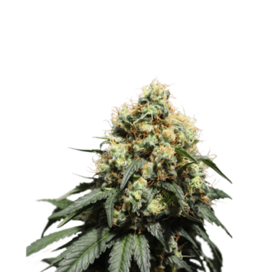 Bruce Lemon Diesel Feminisiert-3 Samen - Seeds24