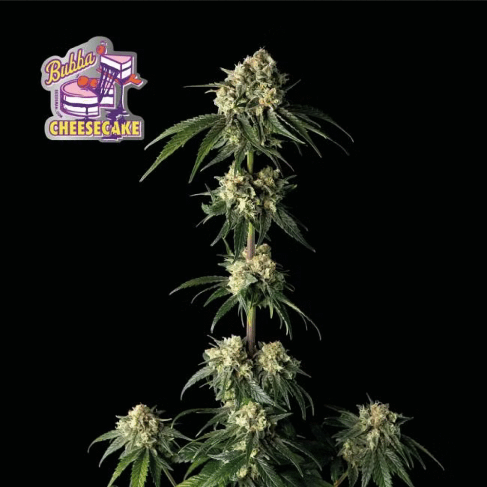 Bubba Cheesecake Feminisiert-3 Samen - Seeds24