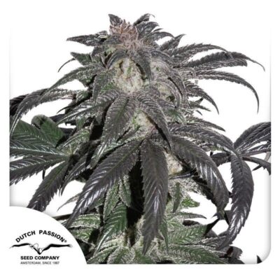 Bubba Island Kush Feminisiert-3 Samen - Seeds24