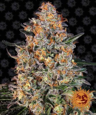 Bubba Kush Feminisiert-3 Samen - Seeds24
