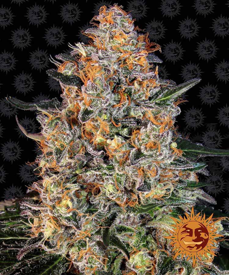 Bubba Kush Feminisiert-3 Samen - Seeds24