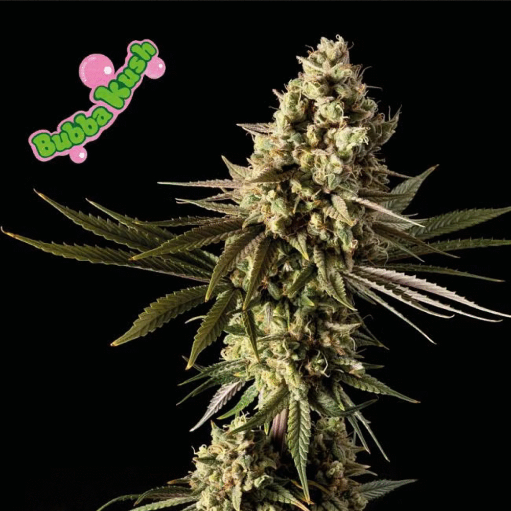 Bubba Kush Feminisiert-50 Samen - Seeds24