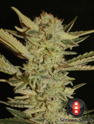 Bubble Gum Feminisiert-3 Samen - Seeds24
