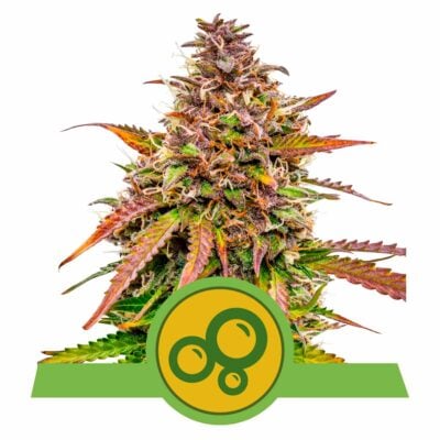 Bubble Kush Automatic-3 Samen - Seeds24