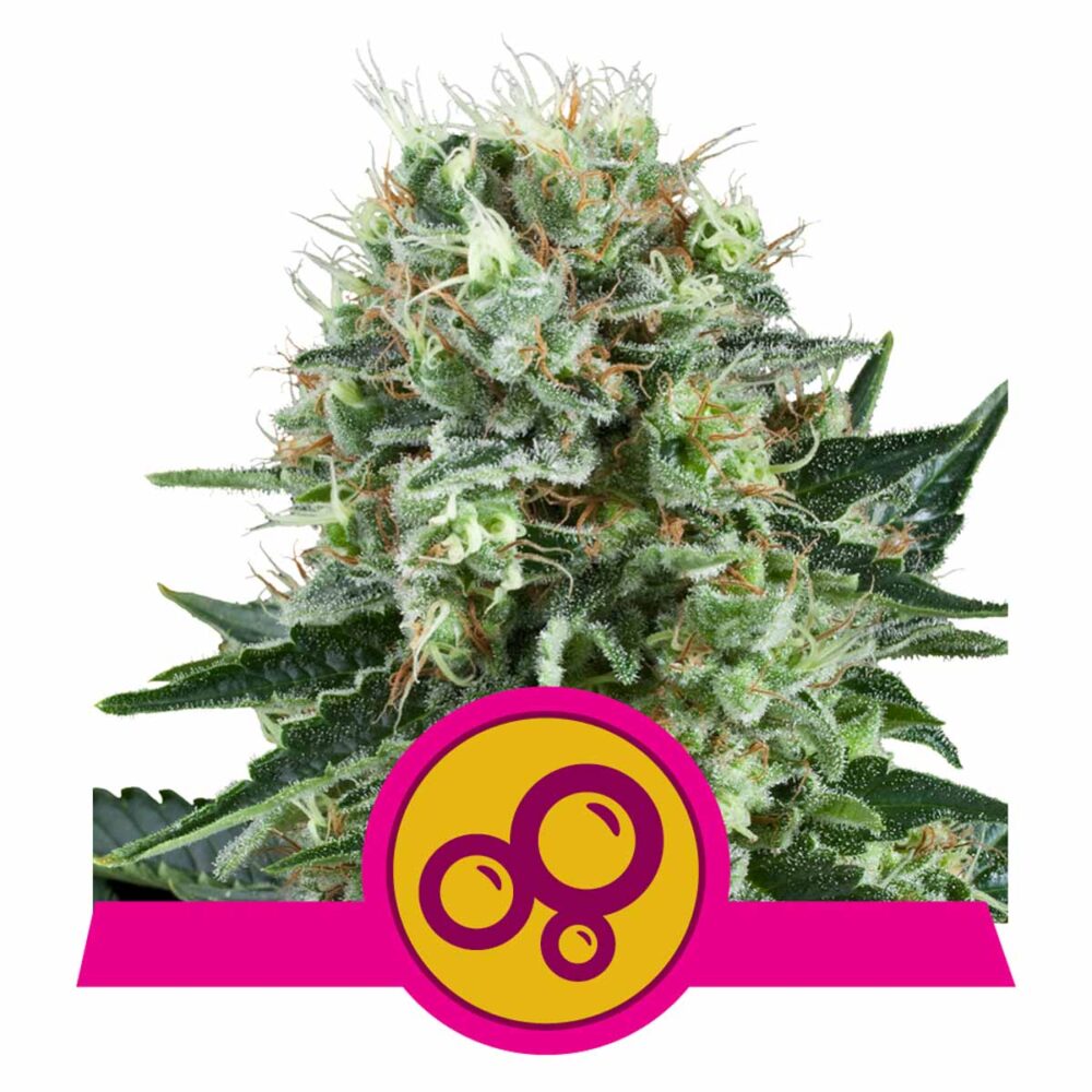 Bubble Kush Feminisiert-3 Samen - Seeds24