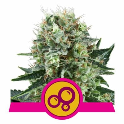 Bubble Kush Feminisiert-3 Samen - Seeds24